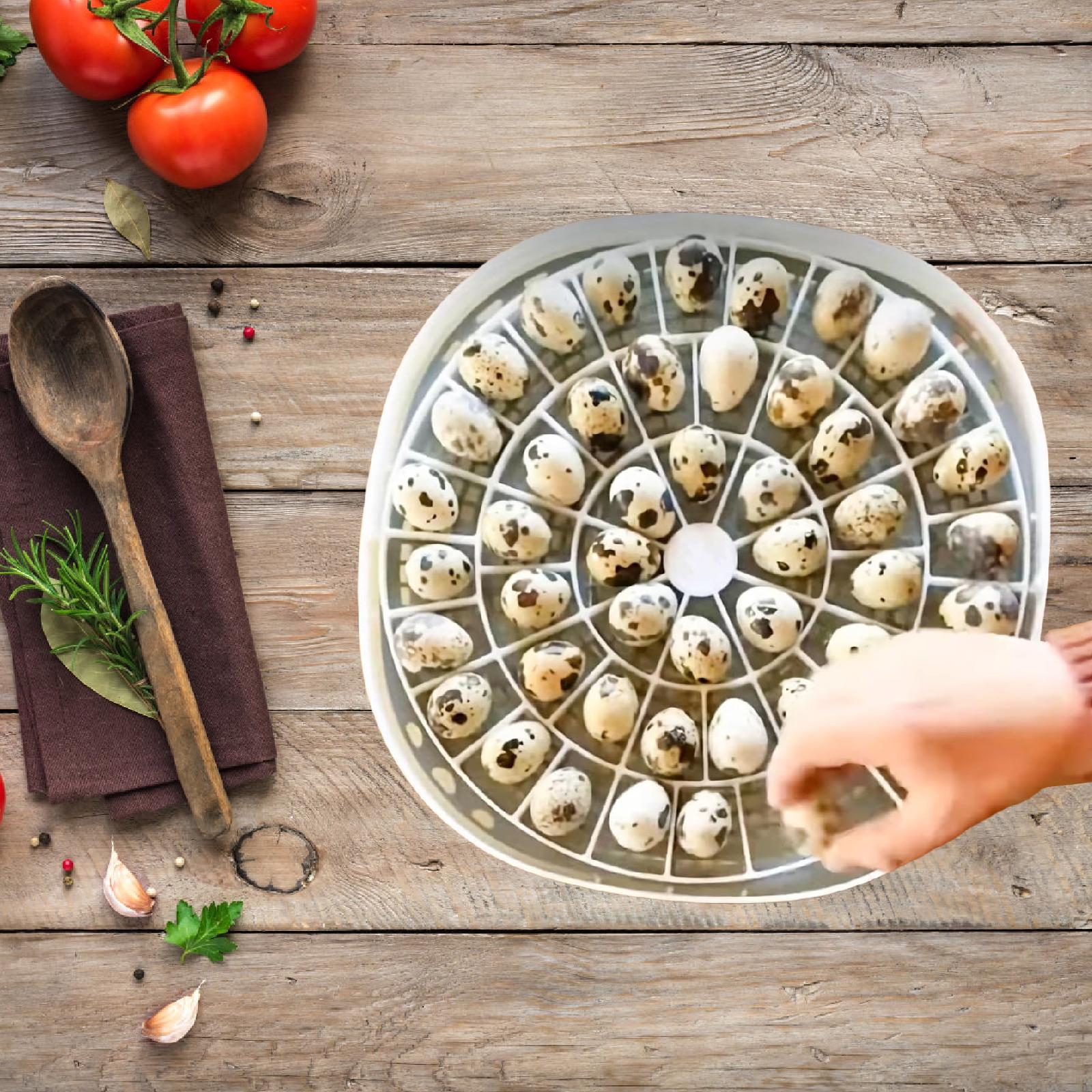 Quail Egg Incubator - 작은 메추리알 트레이 48개 용량 쉬운