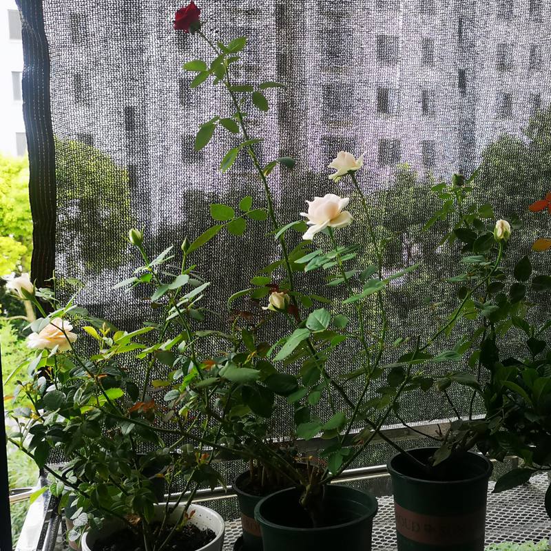 35 ~ 80% 차광 자외선 방지 블랙 HDPE 차양  - Agriculture Farming Net 리뷰 및 가격