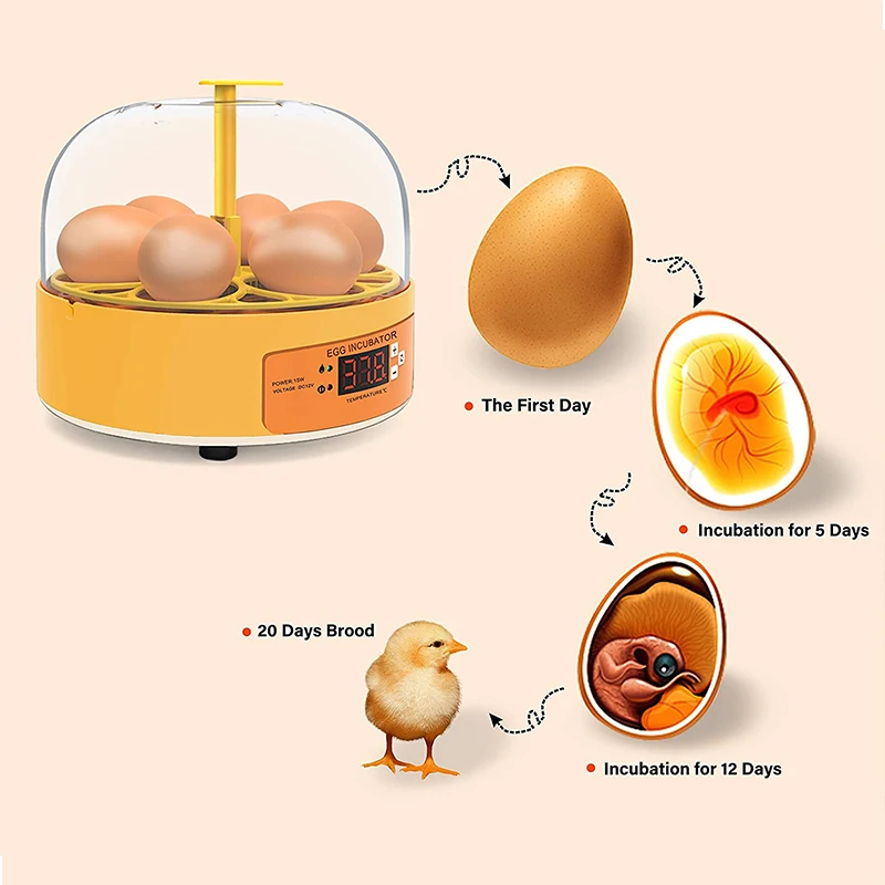 육종 부화기 닭 오리 거위 6구 자동 회전 부화기 미니 - Quail Egg Incubator 리뷰 및 가격