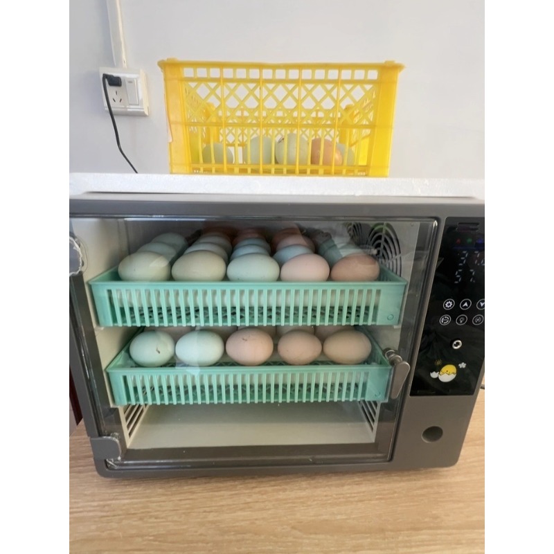 공장 직송 2026년형 완전 자동 디지털 지능형 소형  - Quail Egg Incubator 리뷰 및 가격