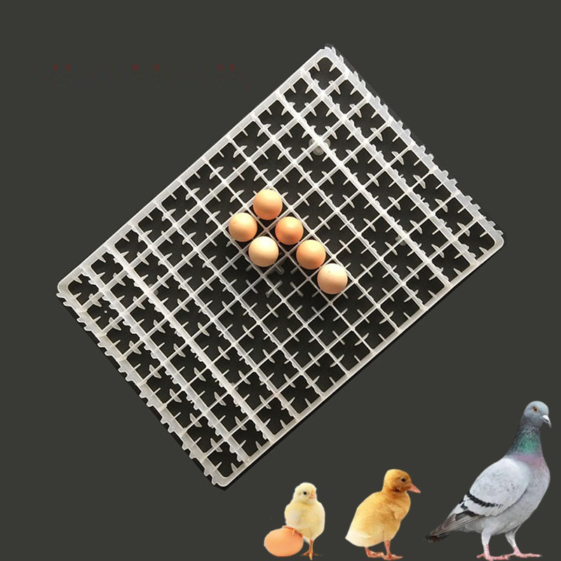 인큐베이터용 계란 트레이, 자동 거위 비둘기 오리 메추 - Quail Egg Incubator 리뷰 및 가격