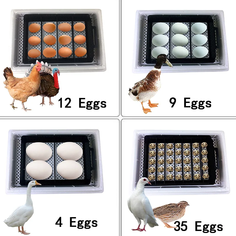 자동 HHD 최고의 디지털 12 병아리 계란 부화장 기 - Quail Egg Incubator 리뷰 및 가격
