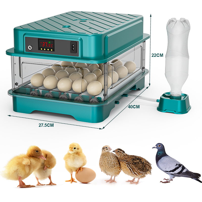 완전 자동 닭, 메추리, 오리, 거위, 비둘기 알 부화 - Quail Egg Incubator 리뷰 및 가격
